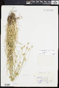 Carex leavenworthii image