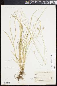 Carex leavenworthii image