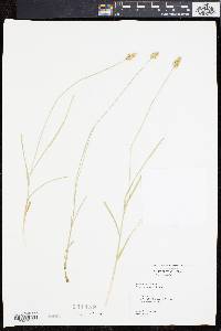 Carex leavenworthii image