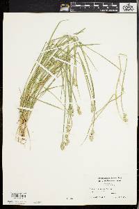 Carex normalis image