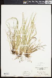 Carex oligocarpa image