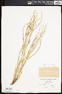 Carex oligocarpa image