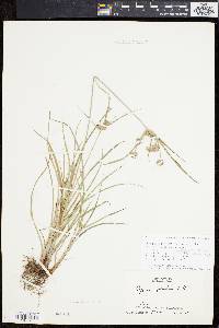 Cyperus lupulinus image