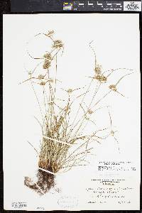 Cyperus lupulinus image