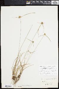 Cyperus lupulinus image