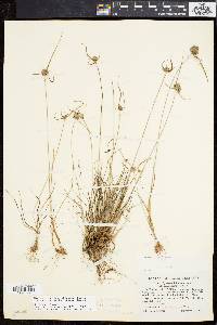 Cyperus lupulinus image