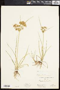 Cyperus dentatus image