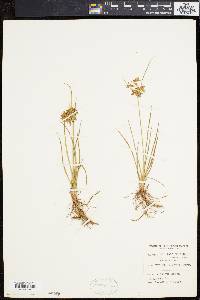 Cyperus dentatus image