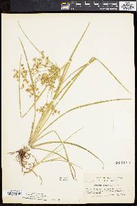 Cyperus dentatus image