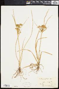 Cyperus dentatus image