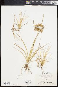 Cyperus dentatus image