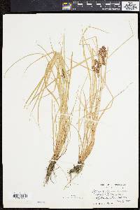 Cyperus diandrus image