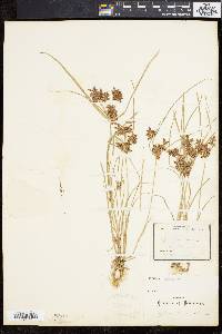 Cyperus diandrus image