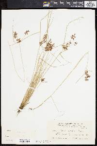 Cyperus diandrus image