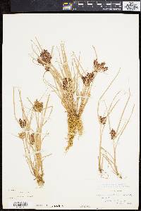 Cyperus diandrus image