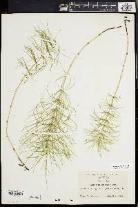 Equisetum pratense image