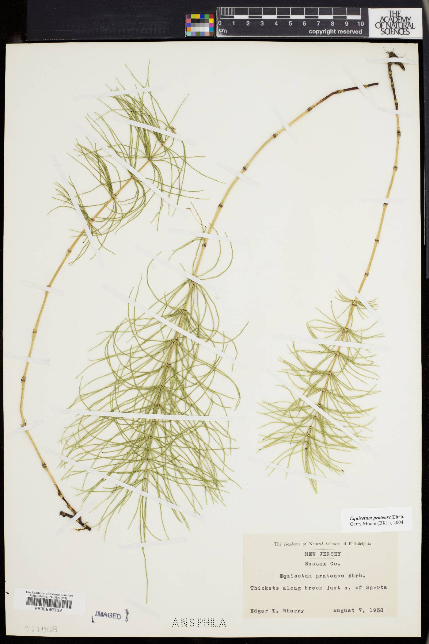 Equisetum pratense image