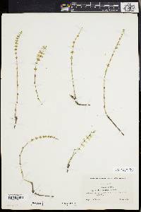 Equisetum pratense image