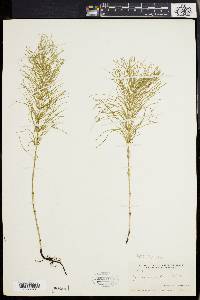 Equisetum pratense image