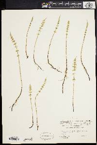 Equisetum pratense image