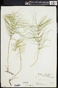 Equisetum pratense image