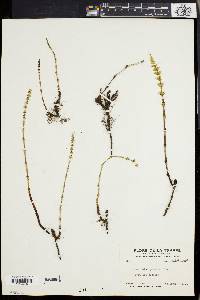 Equisetum pratense image