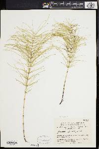 Equisetum pratense image