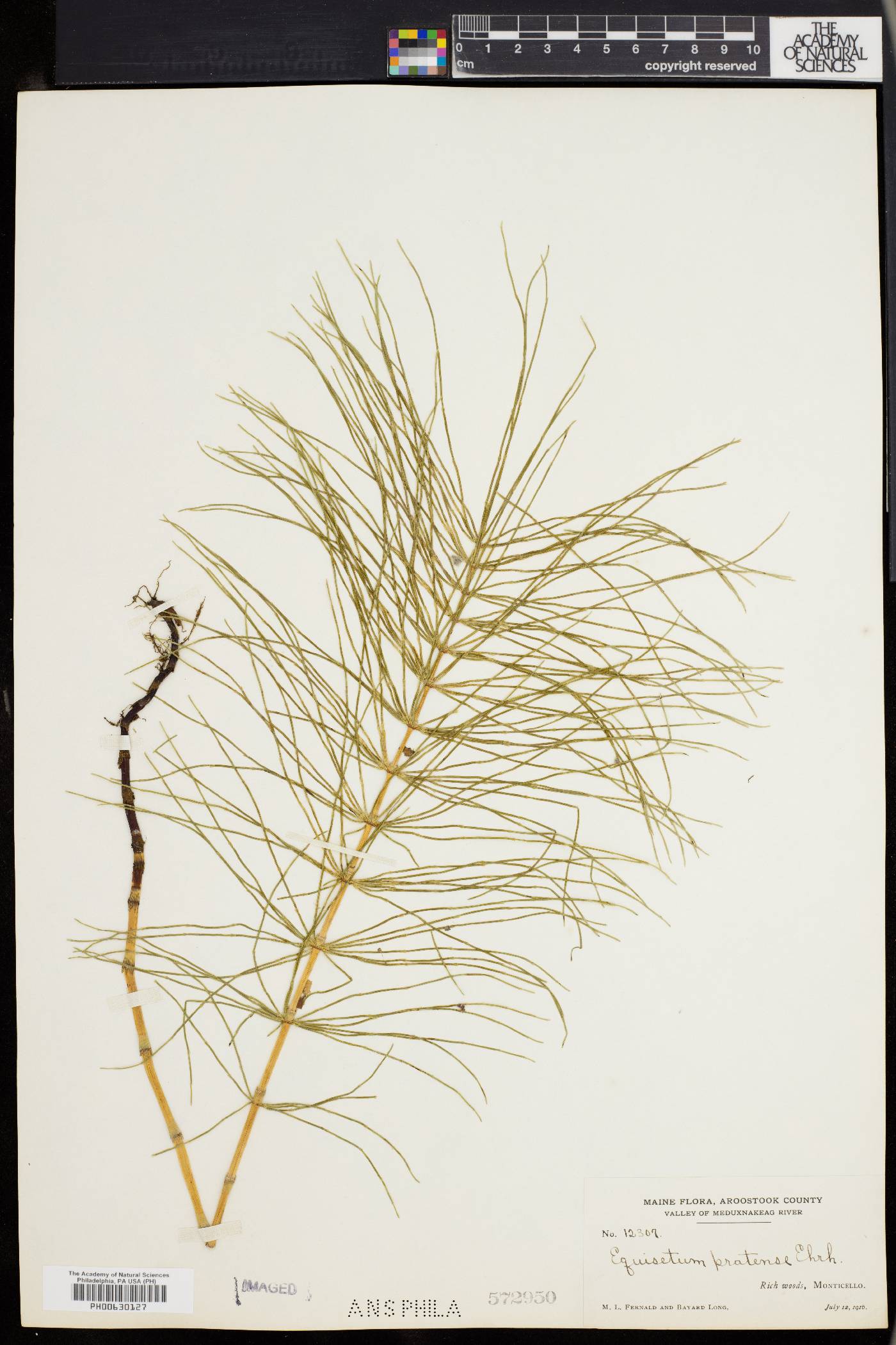 Equisetum pratense image