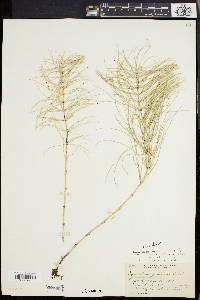 Equisetum pratense image