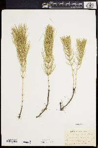 Equisetum pratense image