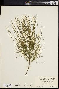 Equisetum pratense image