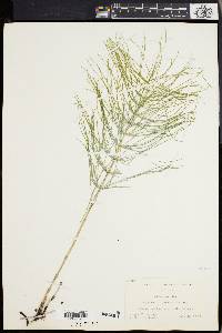 Equisetum pratense image