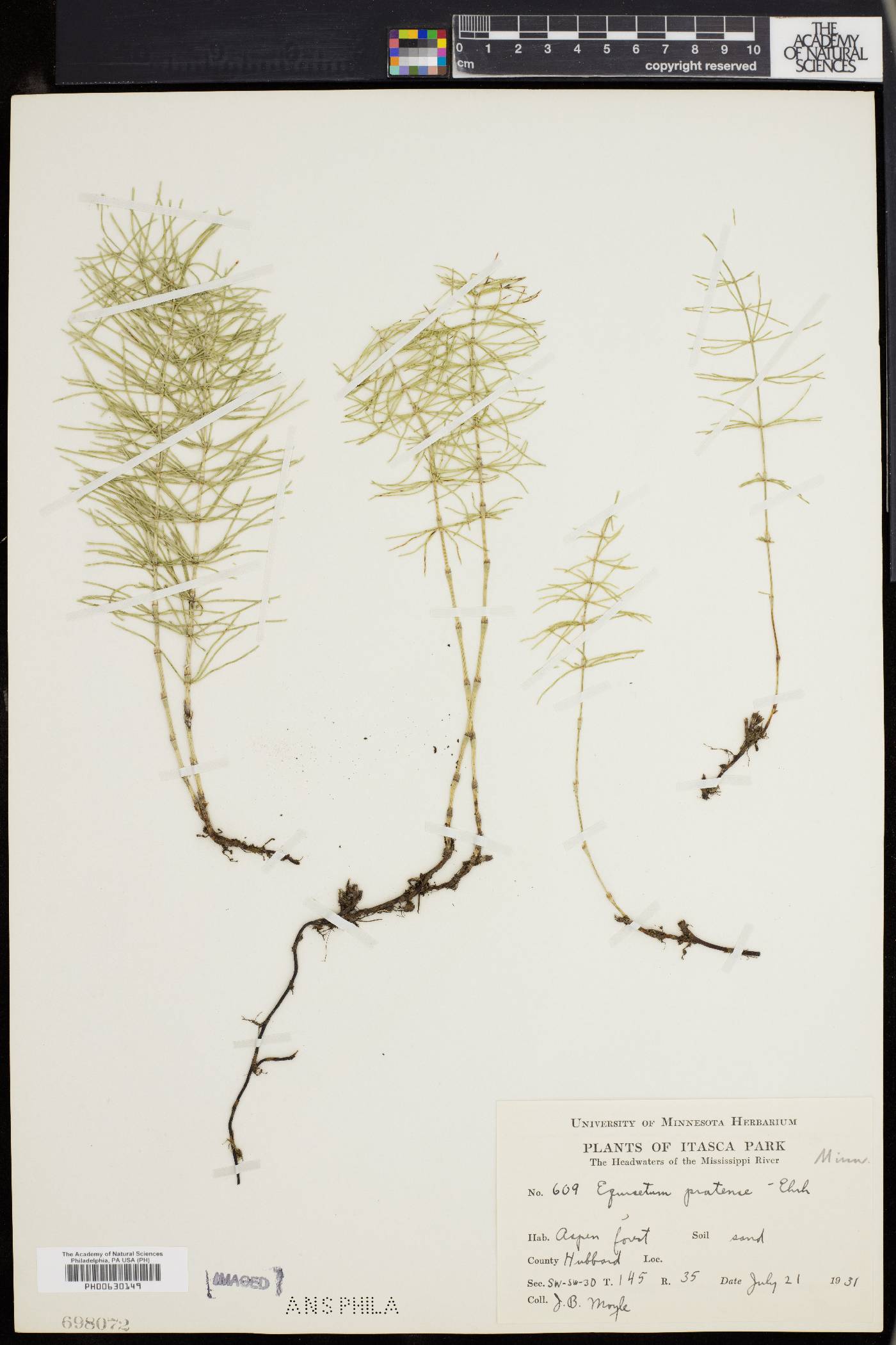 Equisetum pratense image