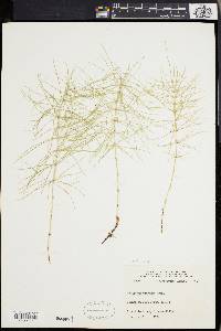 Equisetum pratense image