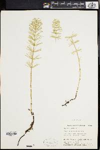 Equisetum pratense image