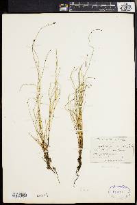 Equisetum scirpoides image