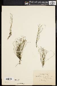 Equisetum scirpoides image