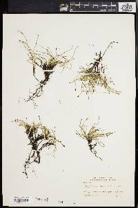 Equisetum scirpoides image