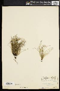 Equisetum scirpoides image