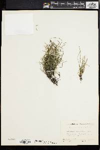 Equisetum scirpoides image