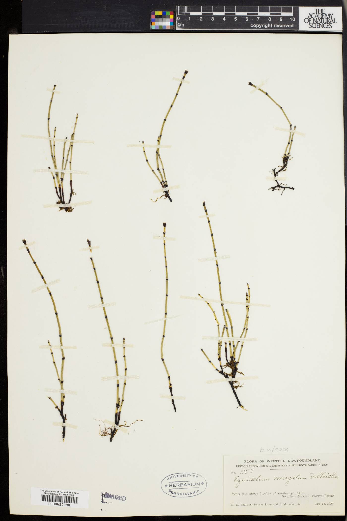 Equisetum variegatum image