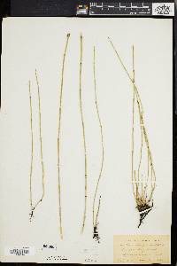 Equisetum variegatum image