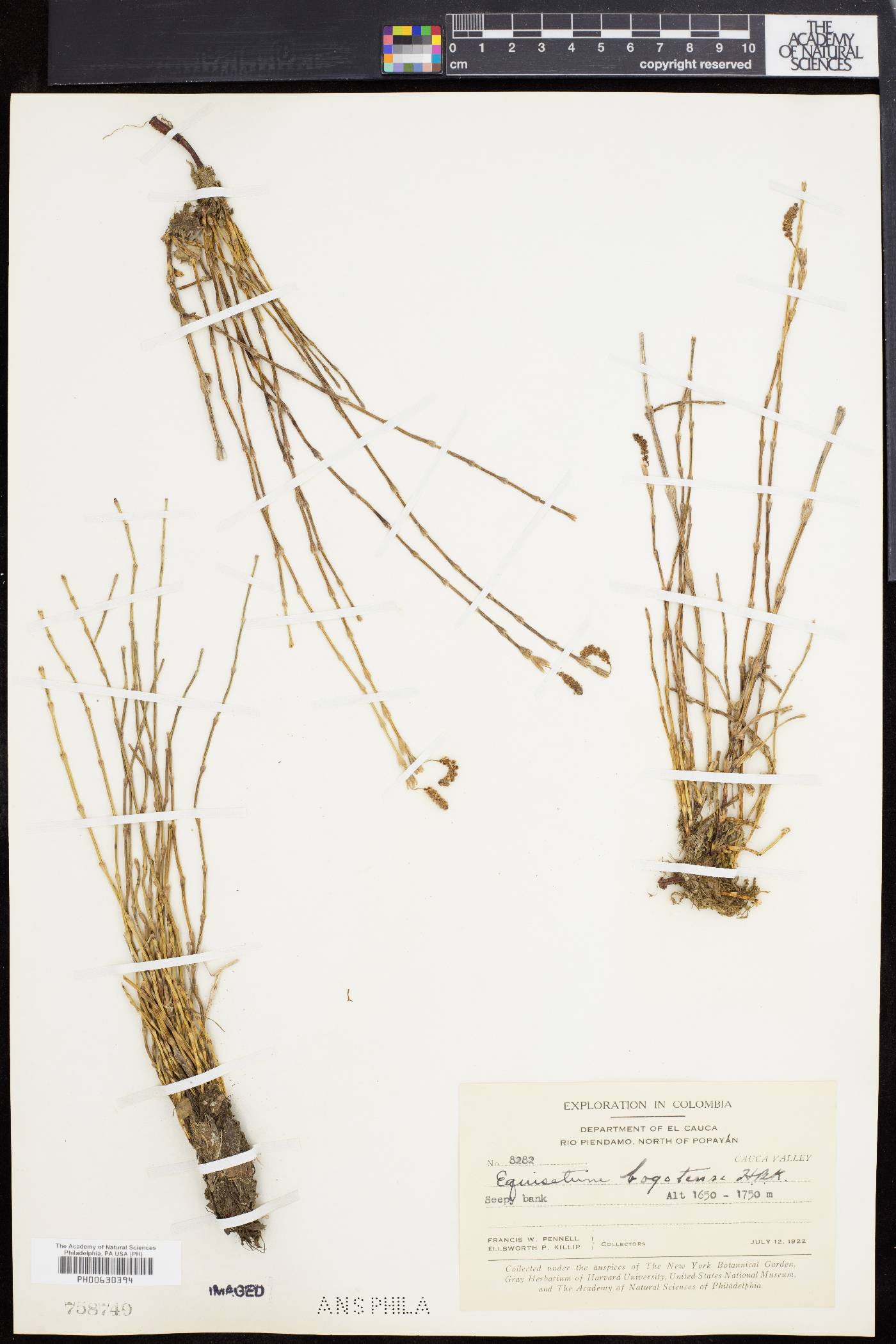 Equisetum bogotense image