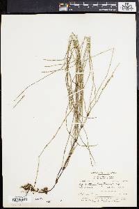 Equisetum bogotense image