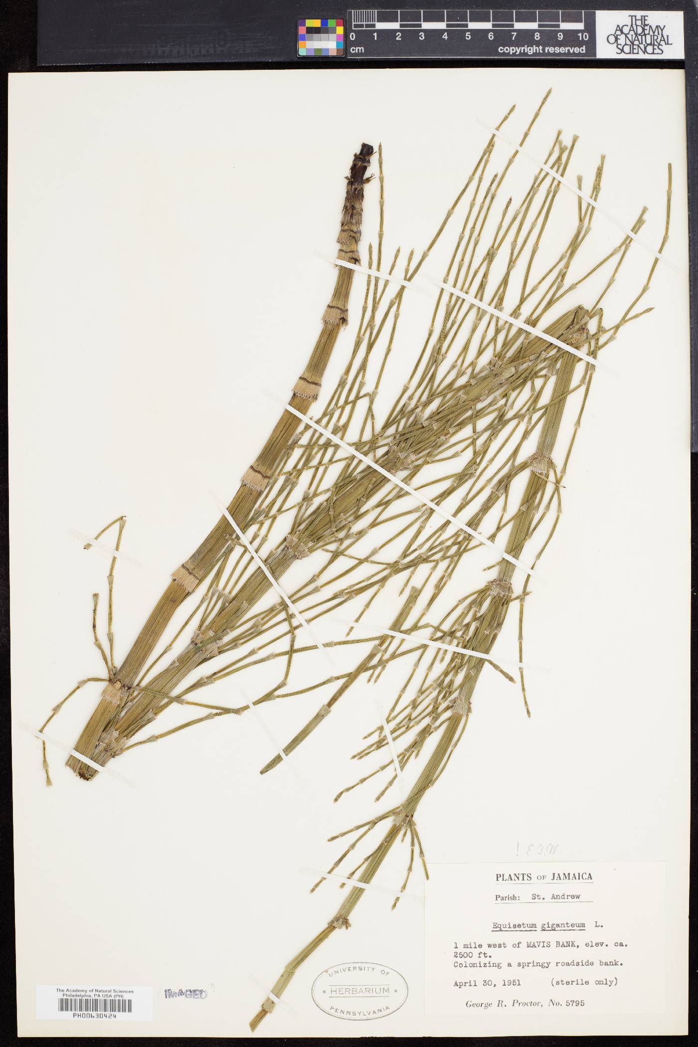 Equisetum giganteum image
