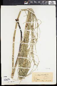 Equisetum pyramidale image