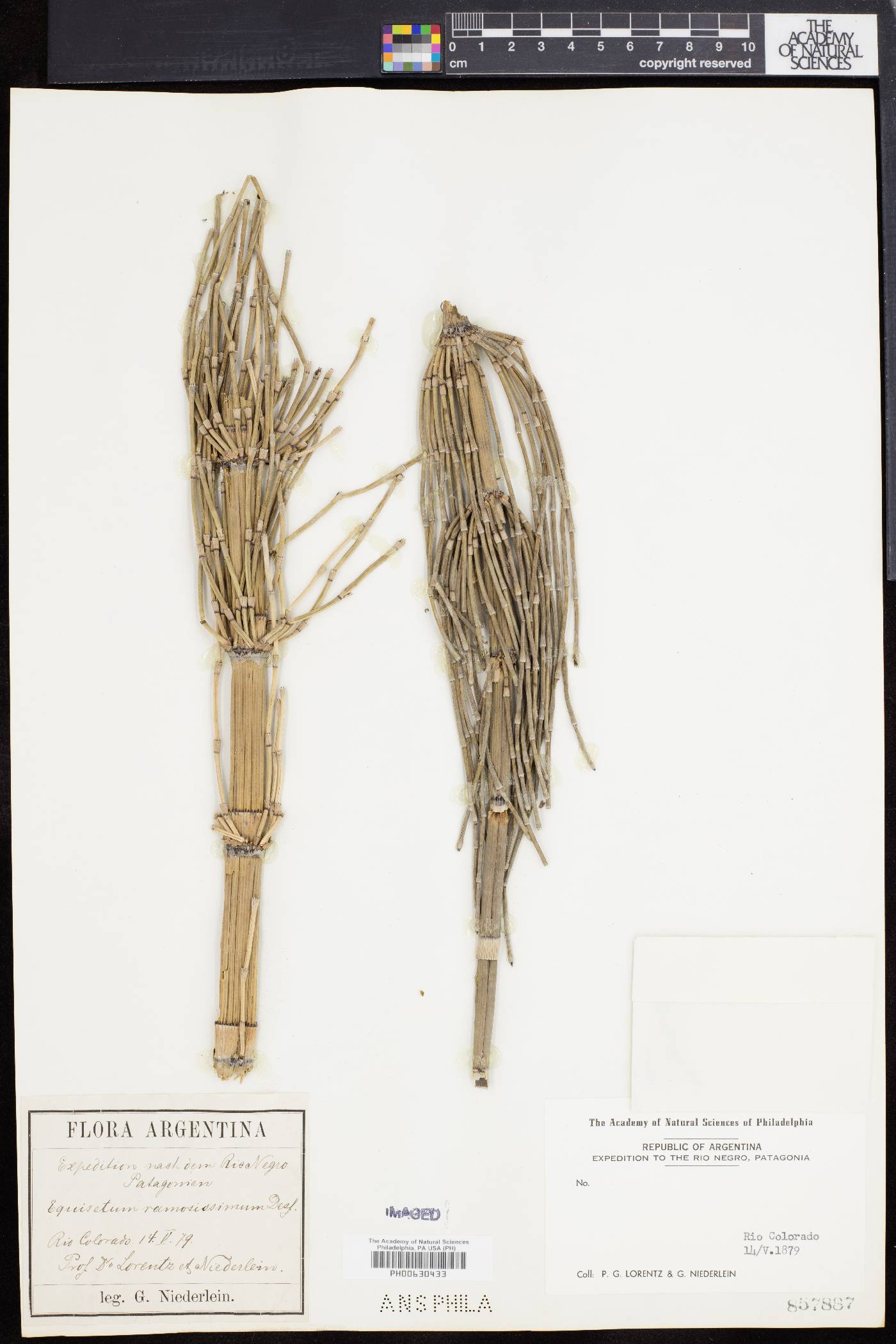 Equisetum ramosissimum image