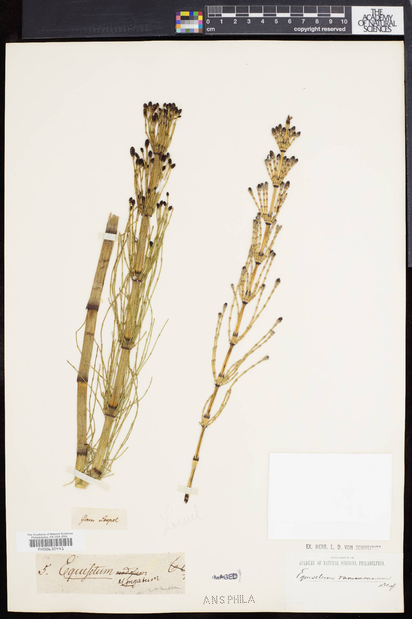 Equisetum ramosissimum image