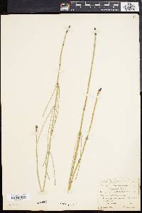 Equisetum ramosissimum image