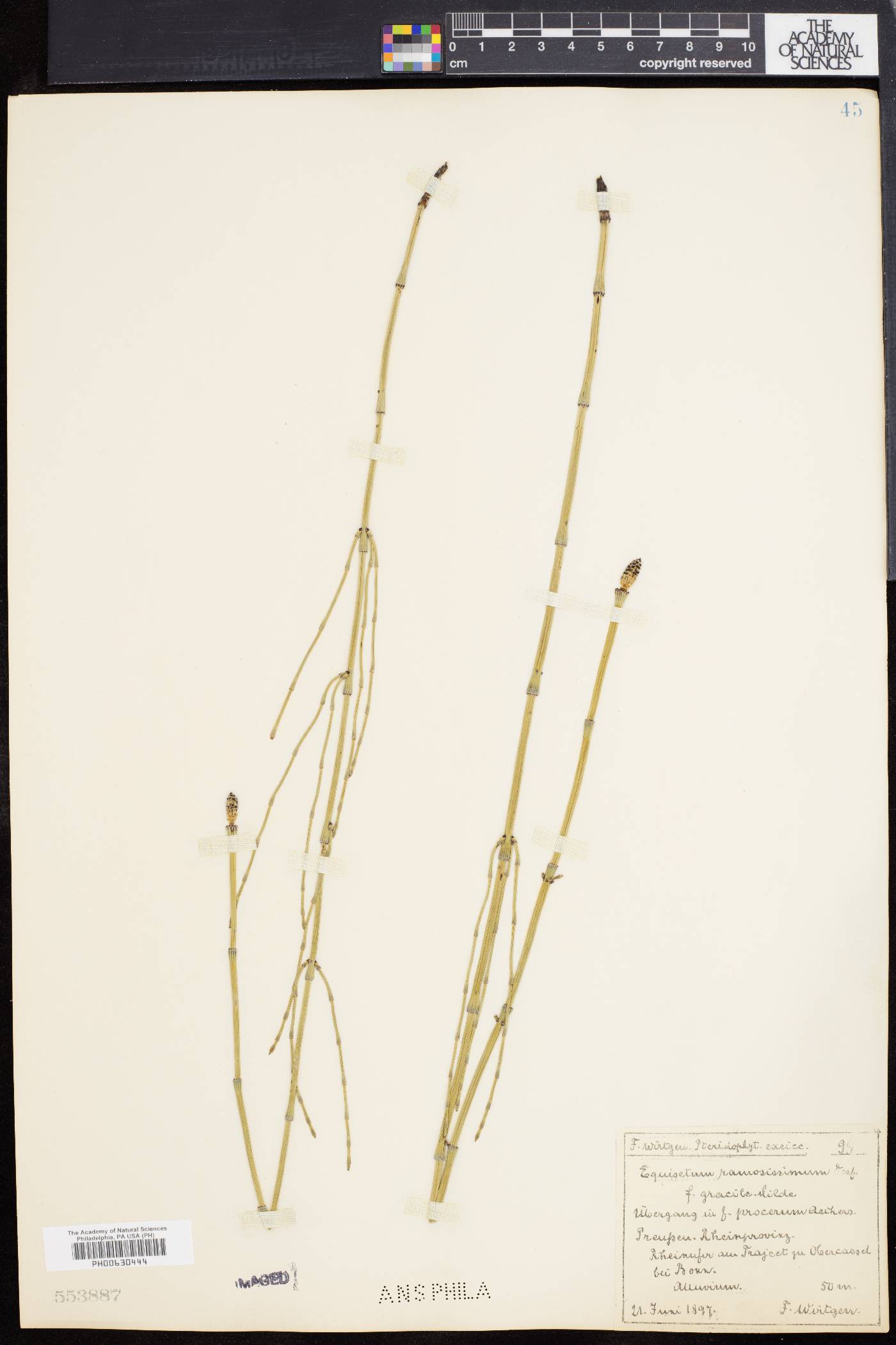 Equisetum ramosissimum image